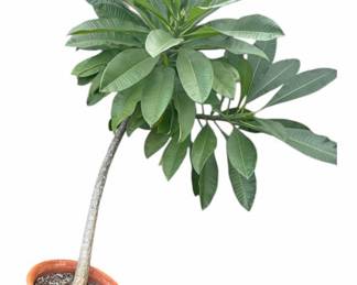 Potted Plumeria Plant