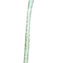 Potted Plumeria Plant