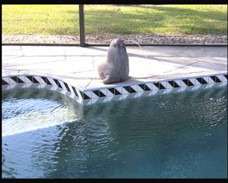 This Cute Critter is not in the Estate Sale although it does come with the House!