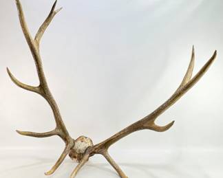 Large Mule Deer Mount