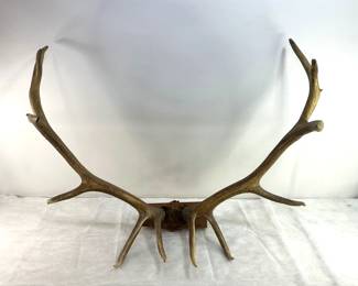 Large Elk Mount