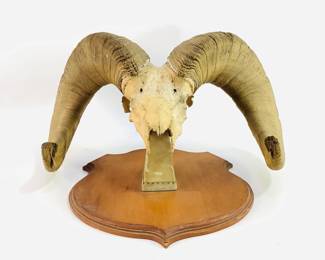 Vintage Big Horn Sheep mount