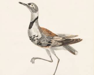 Lot 4022
Saverio Manetti (Italian, 1723-1784) Hand Colored Copper Engraving on Laid Paper 1767 1776, 'Snipe CDLIX, King of the Sea', H 13.25" W 10.5" Frame Siz