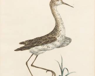 Lot 4021
Saverio Manetti (Italian, 1723-1784) Hand Colored Copper Engraving on Laid Paper 1767-1776, 'Collared Plover of Santo Domingo Island', H 13.25" W 10.5