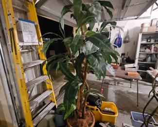 7 ft tall tree in planter $50