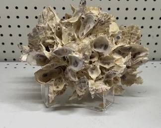 Oyster Shell Cluster
