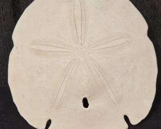 5 inch Sand Dollar