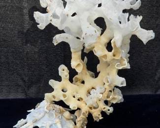 Carrier Shell with Coral