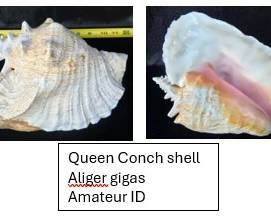 Queen Conch Aliger gigas