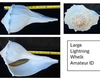 Lightning Whelk
