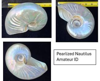 HUGE 7" Pearlized Nautilus