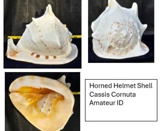 Cassis Cornuta Large Horned Helmet