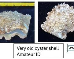 Old oyster shell