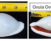 Ovula Ovum