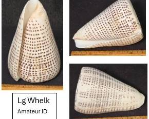 Whelk