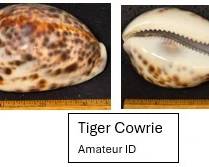 Tiger Cowrie