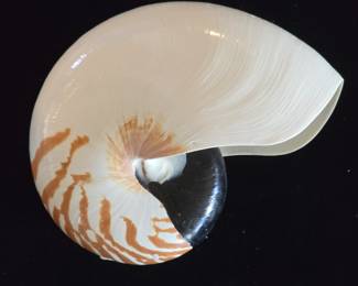 Tiger Nautilus