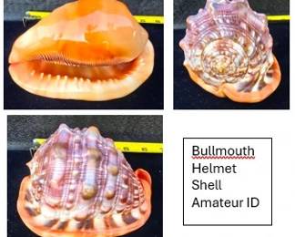 Bullmouth Helmet Shell
