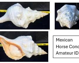 Mexican Horse Conch