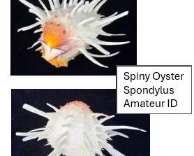 Spiny Oyster
