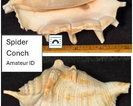 Spider Conch