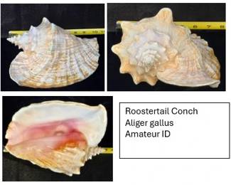 Roostertail Conch Aliger gallus
