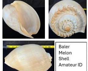 12" Baler Melon Shell