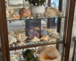 extensive collection of exotic seashells