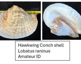 Hawkwing Conch Shell