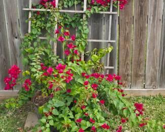 established Bougainvillea in cast iron pot
