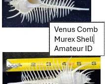 Venus Comb Murex Shell