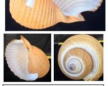 Giant Tun Shell Tonna galea