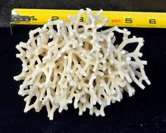 5.5" Birds Nest Coral