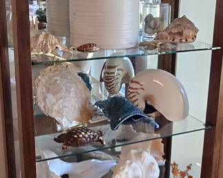 extensive collection of exotic seashells