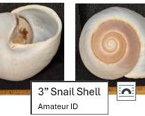 Snail Shell