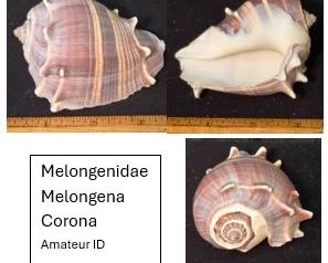 Melongenidae Melongena Corona
