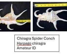 Spider Conch
