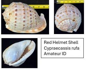 Red Helmet Shell