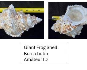 Giant Frog Shell