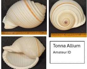 Tonna Allium