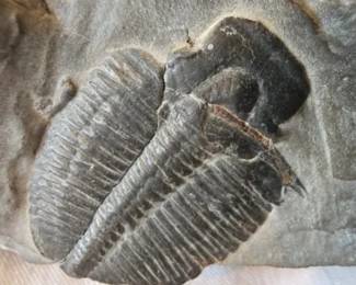 EAT348 - Trilobite Fossil