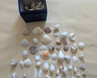 EAT217- Natural Sea Shell Collection