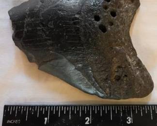 EAT351 - Fossilized Shark's Tooth 