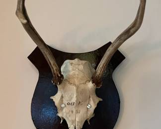 Skull mounts - 5