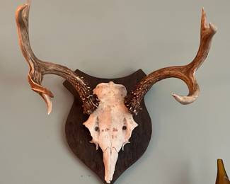 Another deer skull mount