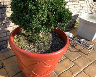 #40	Concrete Red Painted Terra Cotta Pot w/Boxwood inside	 $65.00 			

