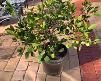 #46	Plastic Pot w/Tree - 39" Tall	 $25.00 			
