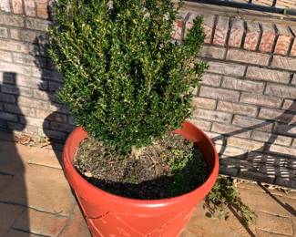 #43	Red  Painted Terra cotta Pot w/boxwood	 $65.00 			
