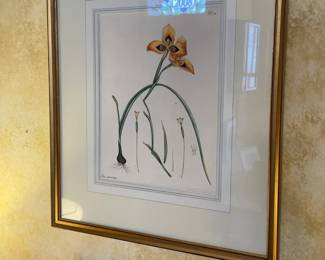 Framed Botanical Print (15” x 17.5”)