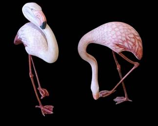 Blacked out backgrounds are to show detail
( the birds are mounted on driftwood)